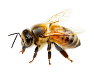 Bees pollinating flowers in nature isolated on transparent background png