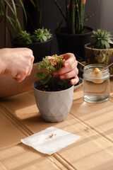 A close-up of hands carefully pruning a potted plant, surrounded by indoor greenery, capturing a...