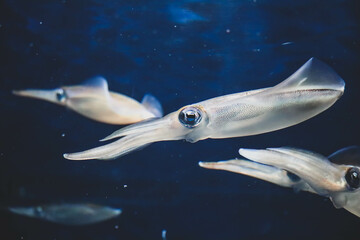 Squid swimming in an aquarium