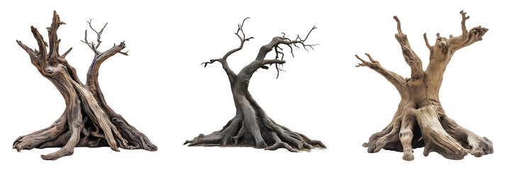 unique tree stumps with roots and branches on transparent background