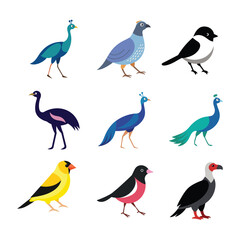 tropical birds with vector design set
