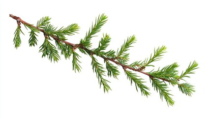Fototapeta premium Fresh Green Branch, Isolated on White