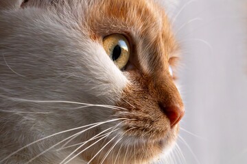 Extreme close-up side profile of a ginger and white cat face with focus on the eye and whiskers