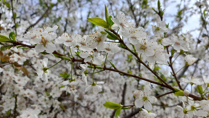 Fiori di pesco bianchi in primavera