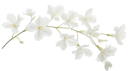 Fototapeta premium Branch of White Blossom, Isolated on White