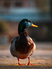 Erbel duck