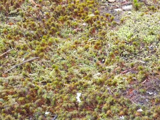 Obraz premium moss ground