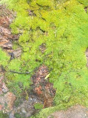 moss tree