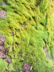 moss tree