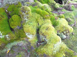 moss tree