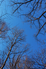 Trees without leaves overhead against bright blue sky, view from below. Sunny forest in early spring or winter. Beautiful botanical photo with free space in the middle.