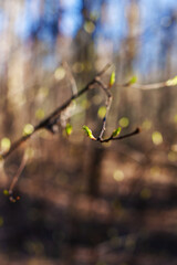 Growth of new young leaves on bush or tree close up view, new leaf buds. Sunny forest in spring or winter. Beautiful botanical photo with bokeh, selective focus.