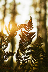 Dry brown fern branch in backlight on blurred background with sunny trees, close-up. Beautiful botanical photo with bokeh, selective focus
