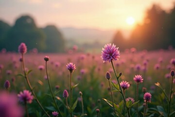 Fototapeta premium Soft pink heather blooms in a wet meadow at dawn, plants, countryside