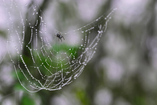 Little spider on a web with dew frops, nature background, macro shot