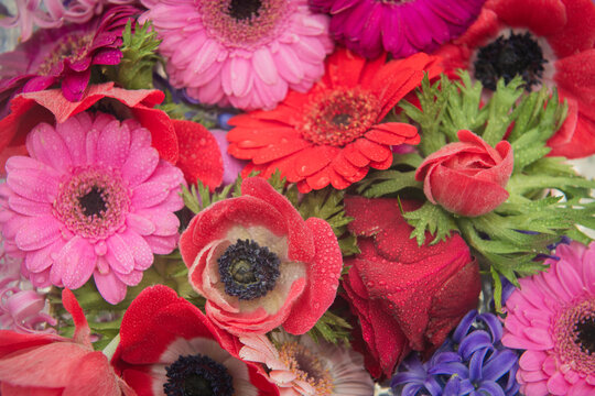 red and pink floral background with anemone and germini flowers