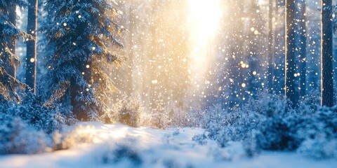 Snow covered forest with a bright sun shining through the trees