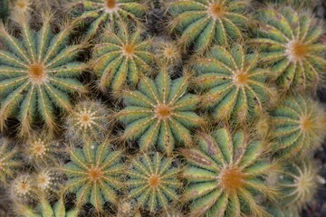 Obraz premium Close-up of green cacti with radial spines.
