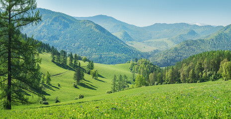 Spring green of forests and meadows, rural landscape, a sunny day