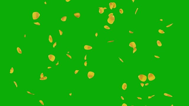 falling golden rose flower petals isolated greenscreen background