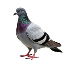 Naklejka premium Standing pigeon with iridescent neck and transparent background