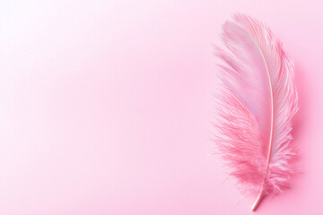 Banner with Pink Feather on Pink Pastel Background, Top View, Delicate Design, Copy Space
