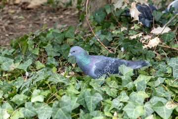 A pigeon with iridescent feathers stands among dense green ivy leaves on the ground. 