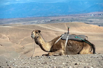 A camel rests on the rocky ground overlooking the vast expanse of the Agafay desert.