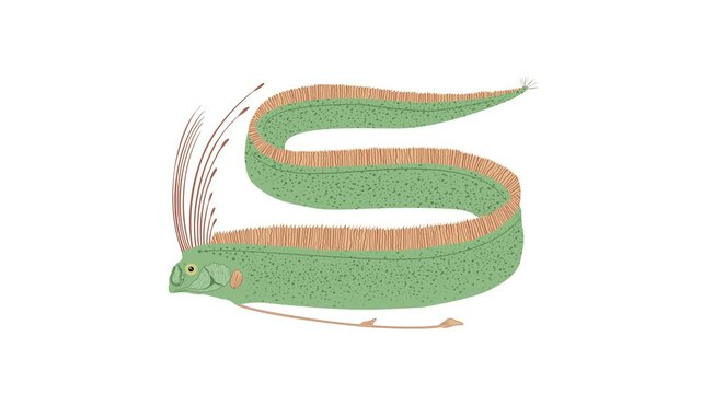 Oarfish Green Blue Color Long Fish in the Sea Animation 