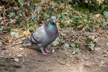 A pigeon with iridescent feathers on grassy and ivy-covered ground.