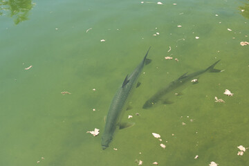 Large Tarpon fish swimming in the shallow and clear waters of the Florida Keys