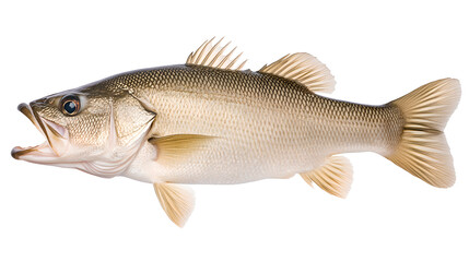 Full Profile of a Freshwater Fish Against a White Background