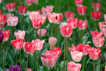 Fototapeta premium Field of blooming pink tulips in spring