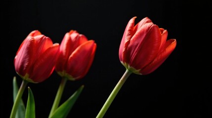 Close-up of three vibrant red tulips against a dark background, showcasing their delicate petals and elegant stems