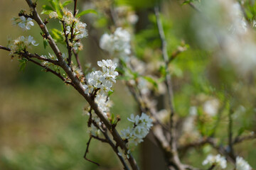 soft focus cherry blossom and tiger lily, pink and white flower background.
