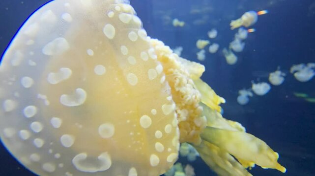 footage of beautiful jellyfish swimming in a tank at OdySea Aquarium in Scottsdale Arizona USA