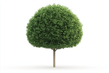 tree, leaves, green, nature, isolated - a vibrant tree on a white background.