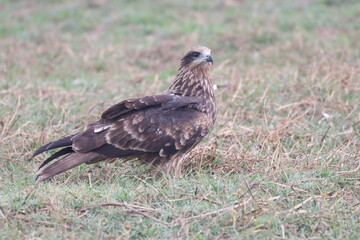 Eagle on ground