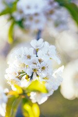 Cherry flowers in bloom in spring, on a sunny day.