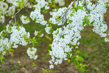 Cherry flowers in bloom in spring, on a sunny day.