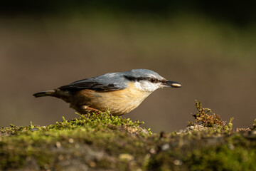 Environmental portrait of a Eurasian Nuthatch in the forest.