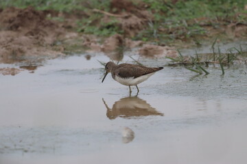 Sandpiper in lake