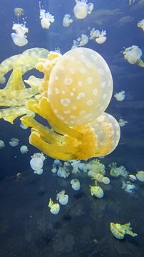 footage of beautiful jellyfish swimming in a tank at OdySea Aquarium in Scottsdale Arizona USA