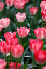 Fototapeta premium Field of blooming pink tulips in spring
