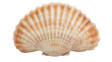 Obraz premium Delicate seashell with intricate ridges, soft beige and orange hues, perfect for coastal decor or nature-themed art. Isolated on white background or PNG