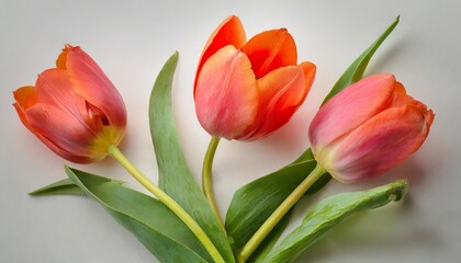 Fototapeta premium bouquet of red tulips
