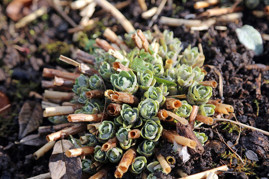 Closeup of Orpine foliage in early Spring, Derbyshire England
