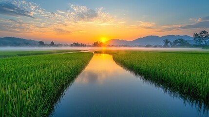 Serene Sunrise Over Lush Green Rice Field With Calm River Reflection