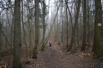 a group of mountain runners in the distance on a path in the forest