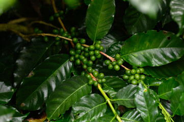 Fototapeta premium Coffee beans borne on trees in farms and gardens, raw coffee beans in the growing season and drops of water in the morning.